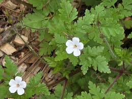 Attēlu rezultāti vaicājumam “Geranium robertianum leaf”