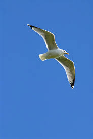 Attēlu rezultāti vaicājumam “Larus canus”