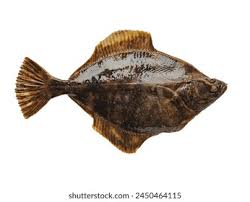 Image result for Hippoglossus hippoglossus