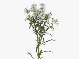 Image result for Iberis umbellata