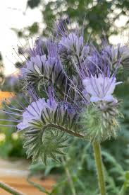 Attēlu rezultāti vaicājumam “Phacelia tanacetifolia flower”