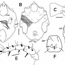 Attēlu rezultāti vaicājumam “Diderma spumarioides sessile”