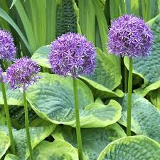 Attēlu rezultāti vaicājumam “Allium holandicum”