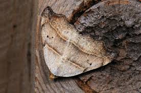 Attēlu rezultāti vaicājumam “Laspeyria flexula”