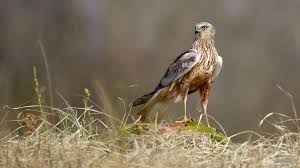 Attēlu rezultāti vaicājumam “Circus aeruginosus”