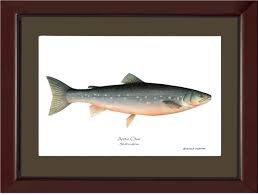 Image result for Salvelinus alpinus