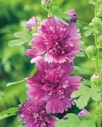 Image result for Alcea rosea `Appleblossom`