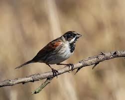 Attēlu rezultāti vaicājumam “Emberiza schoeniclus eggs”