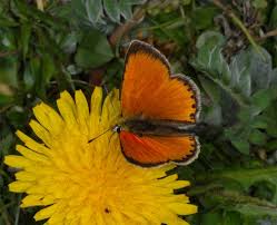 Attēlu rezultāti vaicājumam “Lycaena virgaureae male”