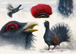 Attēlu rezultāti vaicājumam “Tetrao urogallus”