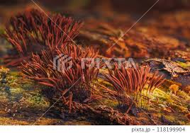 Attēlu rezultāti vaicājumam “Stemonitis axifera stalked”