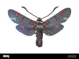 Attēlu rezultāti vaicājumam “Zygaenidae”