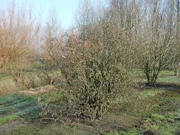 Attēlu rezultāti vaicājumam “Trichia contorta”