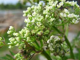 Attēlu rezultāti vaicājumam “Anthriscus sylvestris leaf”