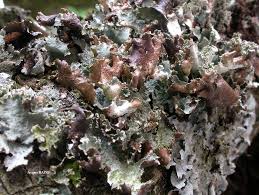 Attēlu rezultāti vaicājumam “Platismatia glauca”