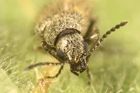 Attēlu rezultāti vaicājumam “Dasytes caeruleus imago”