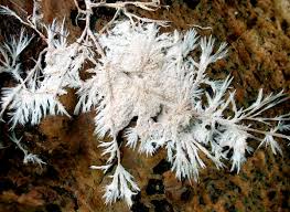 Attēlu rezultāti vaicājumam “Steccherinum fimbriatum”