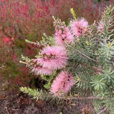 Attēlu rezultāti vaicājumam “Barbilophozia kunzeana”