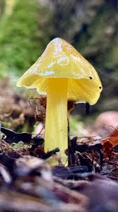 Attēlu rezultāti vaicājumam “Hygrocybe acutoconica”