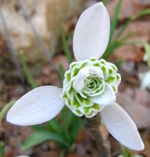 Attēlu rezultāti vaicājumam “Galanthus nivalis bud”