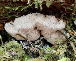 Attēlu rezultāti vaicājumam “Antrodia mellita”