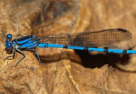 Attēlu rezultāti vaicājumam “Coenagrionidae”