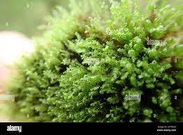 Attēlu rezultāti vaicājumam “Gymnocolea inflata”