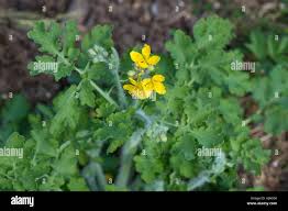 Attēlu rezultāti vaicājumam “Chelidonium majus leaf”