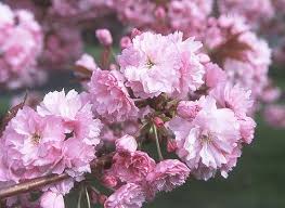 Attēlu rezultāti vaicājumam “Prunus (sakura)”