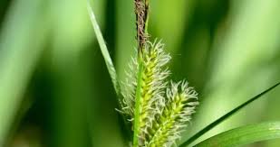 Attēlu rezultāti vaicājumam “Carex vesicaria”