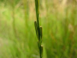 Attēlu rezultāti vaicājumam “Triglochin palustre fruit”