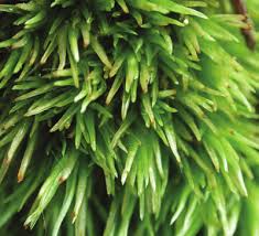 Attēlu rezultāti vaicājumam “Leucobryum juniperoideum”