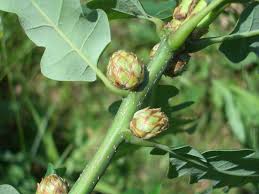 Attēlu rezultāti vaicājumam “Andricus foecundatrix”