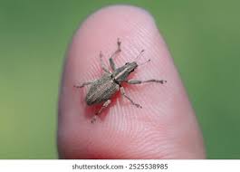 Attēlu rezultāti vaicājumam “Sitona sp.”