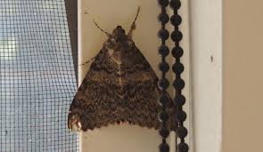 Attēlu rezultāti vaicājumam “Catocala nupta”