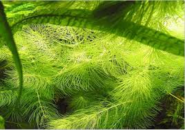 「金魚藻」的圖片搜尋結果