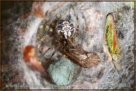 Attēlu rezultāti vaicājumam “Phylloneta sp.”