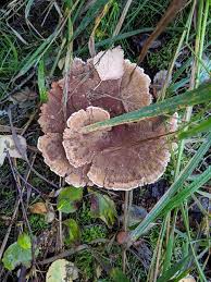 Attēlu rezultāti vaicājumam “Onnia tomentosa”