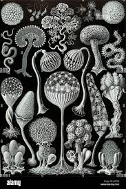 Attēlu rezultāti vaicājumam “Siphoptychium violaceum plasmodium”