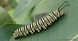 Image result for monarch caterpillar