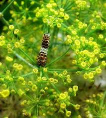 Attēlu rezultāti vaicājumam “Anethum graveolens flower”