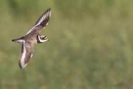 Attēlu rezultāti vaicājumam “Charadrius hiaticula adult”