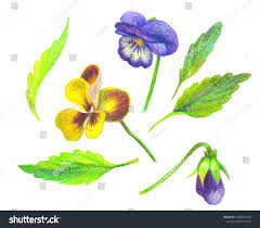 Attēlu rezultāti vaicājumam “Viola tricolor leaf”