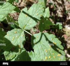 Attēlu rezultāti vaicājumam “Phragmidium sp.”