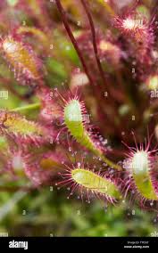 Attēlu rezultāti vaicājumam “Drosera anglica flower”