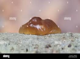 Attēlu rezultāti vaicājumam “Exidia cartilaginea”