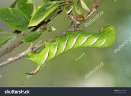 Attēlu rezultāti vaicājumam “Sphinx ligustri larva”