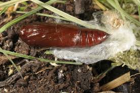 Attēlu rezultāti vaicājumam “Hypena rostralis”