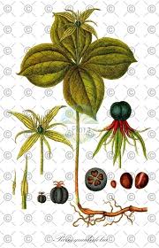 Attēlu rezultāti vaicājumam “Paris quadrifolia fruit”