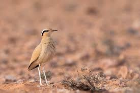 Image result for Cursorius cursor